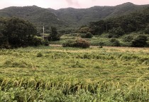 영광군, 벼 농작물 재해보험 가입 개시