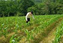 영광군, 열대거세미나방 예찰 강화