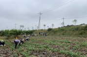 영광군 상하수도사업소, 농촌 일손 돕기에 구슬땀