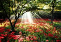 제20회 영광불갑산상사화축제 공식행사 취소