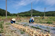 유통축산과, 양파재배 농가 일손 돕기로 구슬땀