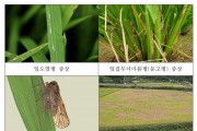 영광군, 장마철 벼농사 병해충 방제철저 당부