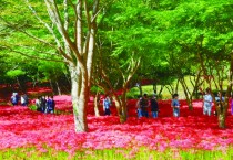 불갑산상사화축제, 35만여명 방문, 23억 이상 경제 파급효과