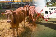 전남도 뚫렸다…소 럼피스킨병 영광은 ‘이상無’