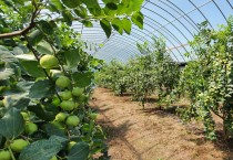 영광군, 사과처럼 아삭아삭한‘사과대추’실하게 열렸네