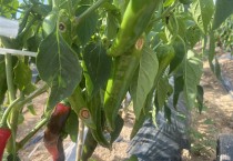 영광군, 고추농가 탄저병‧역병 예방 당부