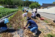 묘량면, 농번기 맞아 일손 돕기 추진