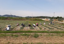 영광읍, 농번기 맞아 일손 돕기 실시