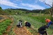 문화관광과, 양파 재배농가 일손돕기 나서