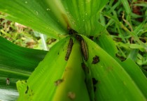 영광군, 열대거세미나방 올해 첫 발생