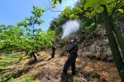 영광군, 돌발해충 산림청과 공동방제로 선제적 대응 실시