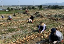 인구일자리정책실, 영농철 농촌일손돕기에 구슬땀