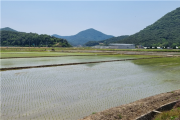 불갑면 녹산 단지  모내기 들판으로 새 단장