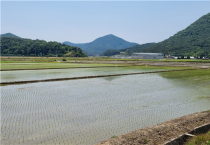 불갑면 녹산 단지  모내기 들판으로 새 단장