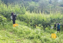 군남면, 일손 부족농가에 “나눔의 구슬땀 흘려”