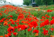 대마면 송촌소공원이 꽃양귀비에 붉게 물들었어요!