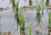 영광군, 벼물바구미 예찰 방제 당부