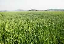 영광군, 보리 생육재생기 웃거름 적기 시용
