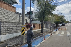 영광군, 미국흰불나방 등 가로수 병해충 방제 총력 대응