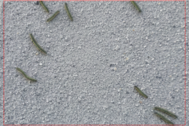 영광에 벌레가 득실득실…‘송충이’ 확산에 주민 불편 심화