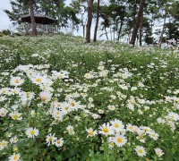 구절초의 하얀 물결, 군서면 미륵당 구절초 만개