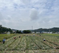 영광군청 노인가정과, 영농철 양파수확 구슬땀 흘려