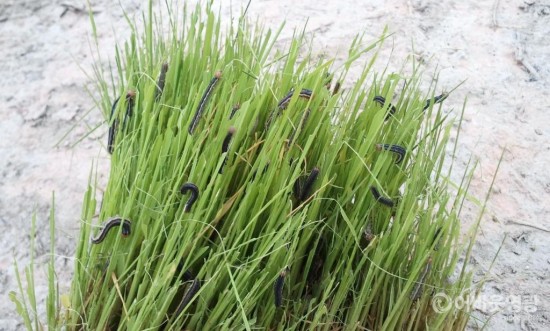 영광군 멸강나방 유충 예찰 방제로 피해 최소화 당부!.jpg