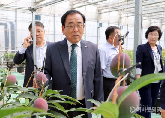 영광군 기후변화대응 아열대 작물 보급·확산에 박차 2.JPG