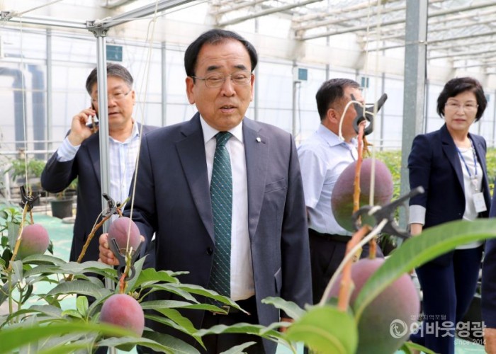 영광군 기후변화대응 아열대 작물 보급·확산에 박차 2.JPG