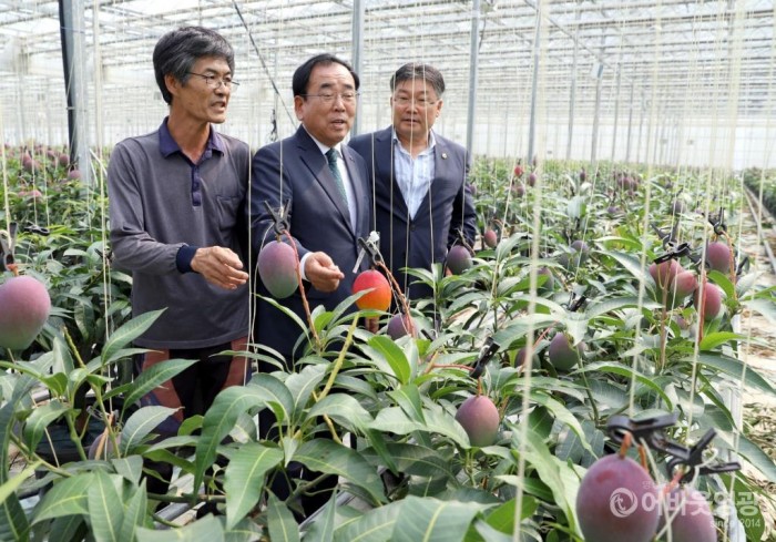 영광군 기후변화대응 아열대 작물 보급·확산에 박차 3.JPG