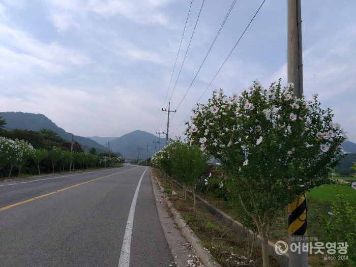 2. 불갑의 또 다른 명소 무궁화 꽃길 2.jpg