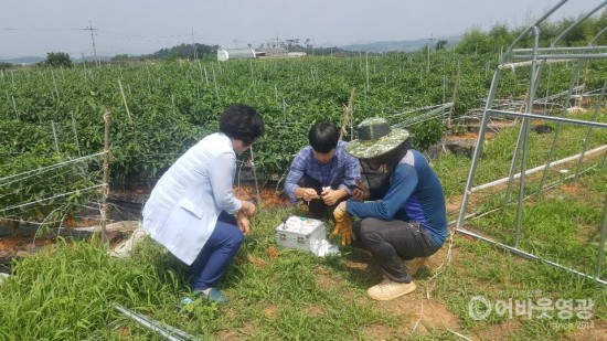 3. 영광군, 고추 바이러스 감염사례 증가 철저한 방제 당부 3.JPG
