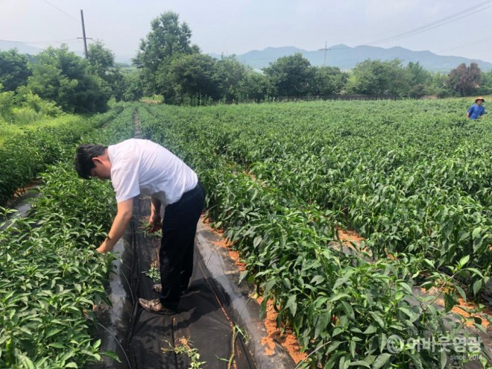 3.영광군, 고추 바이러스 감염사례 증가 철저한 방제 당부 2.JPG