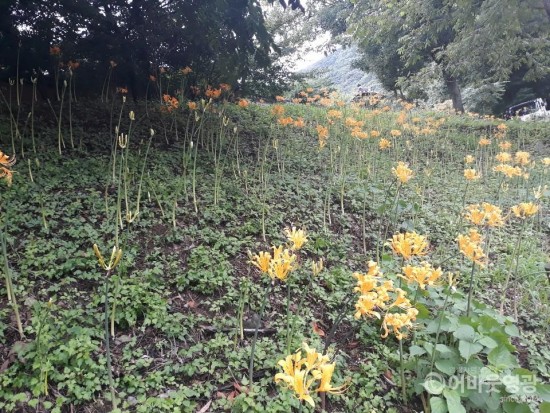 8. 영광불갑사, 벌써 진노랑상사화 활짝 피어 1.JPG