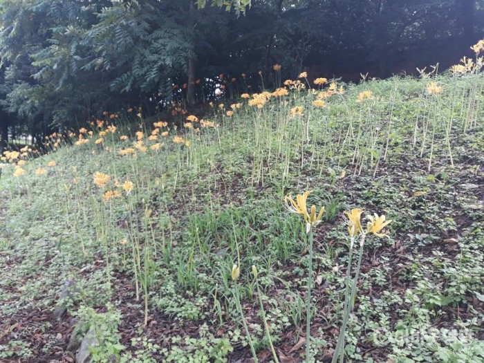 8. 영광불갑사, 벌써 진노랑상사화 활짝 피어 2.JPG