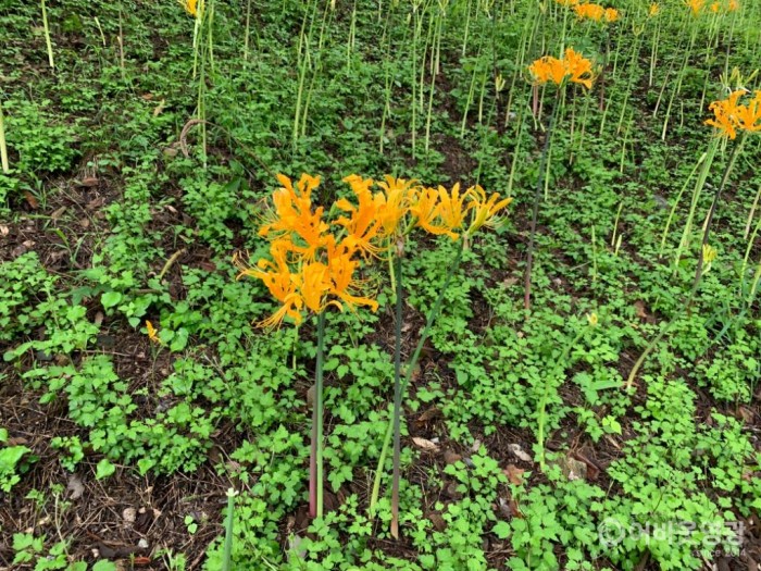 영광군, 상사화 연구에 추진력 더해 2.JPG