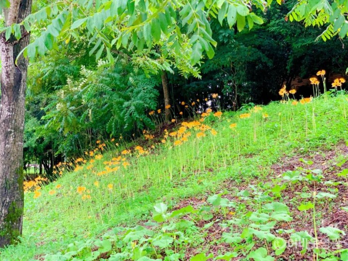 영광군, 상사화 연구에 추진력 더해 3.JPG
