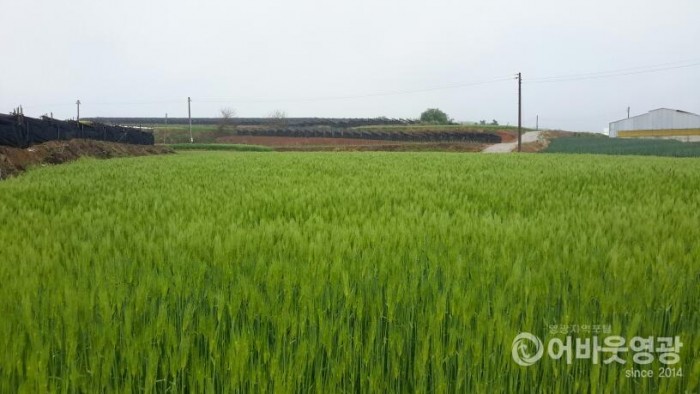 영광군 경관보전직불금 사업 863농가에 11억 7천만 원 지급 2.jpg