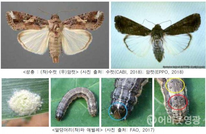 중국에서 비래한 열대거세미나방 영광 내 발생 2.JPG