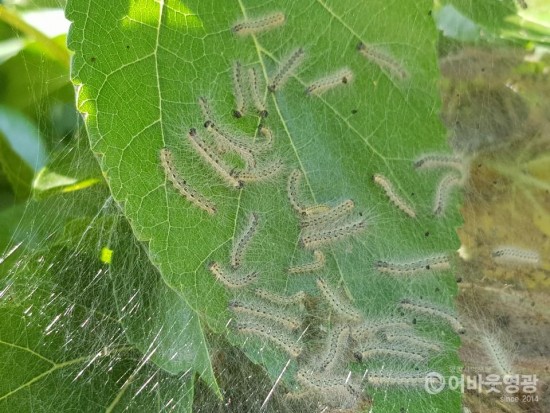 영광군, 돌발 병해충 방제 철저! (미국흰불나방1).jpg