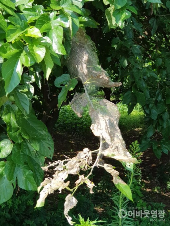 영광군, 돌발 병해충 방제 철저! (미국흰불나방2).jpg