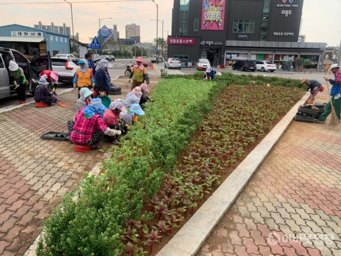 1. 영광군, 9월에 집중된 행사에 맞춰 도로변 꽃단장에 나서.jpg
