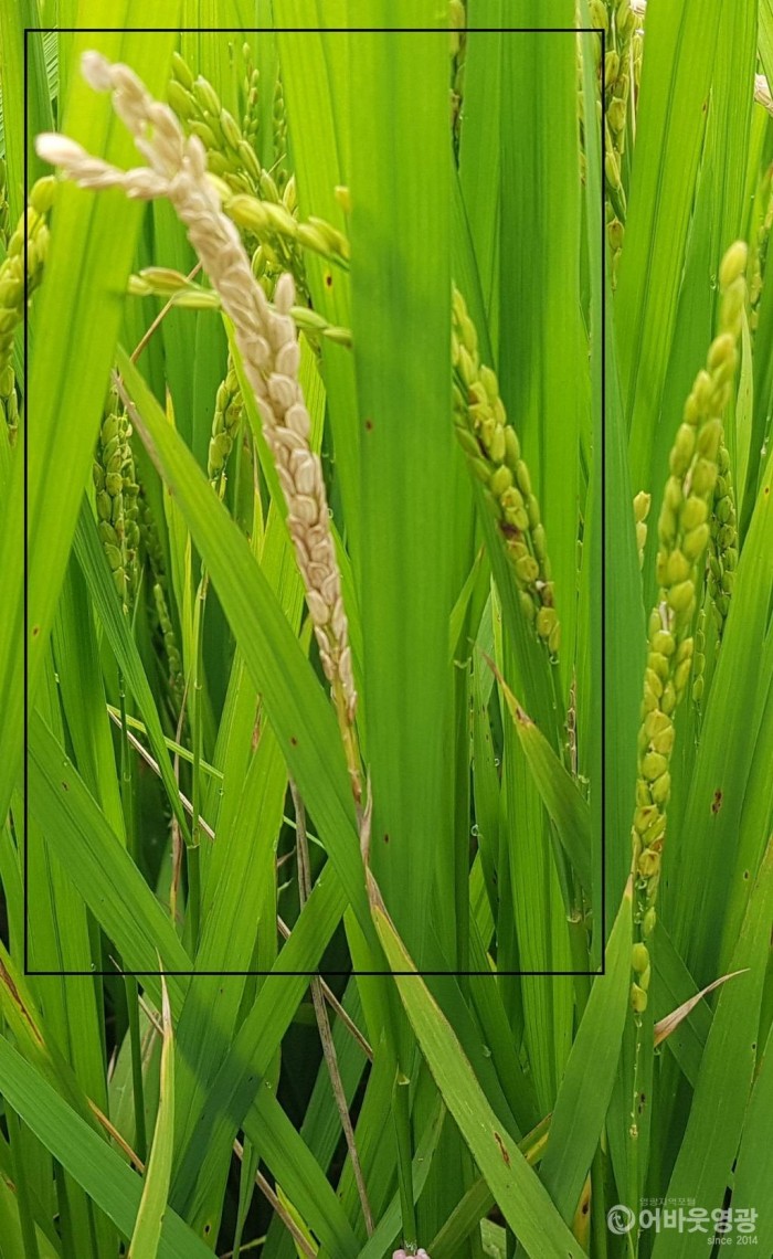 5. 벼농사 후기 병해충 방제 철저!.jpg