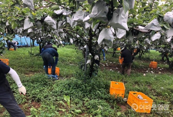 영광군, 태풍 ‘링링’ 피해농가 일손돕기 나서 2.jpg