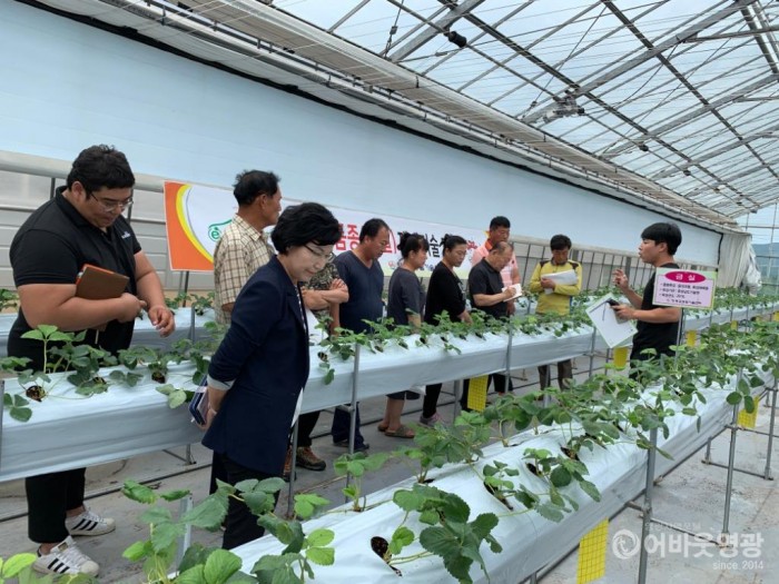 영광군, 국내육성 딸기 ‘금실’ 농가 보급에 나서 2.JPG