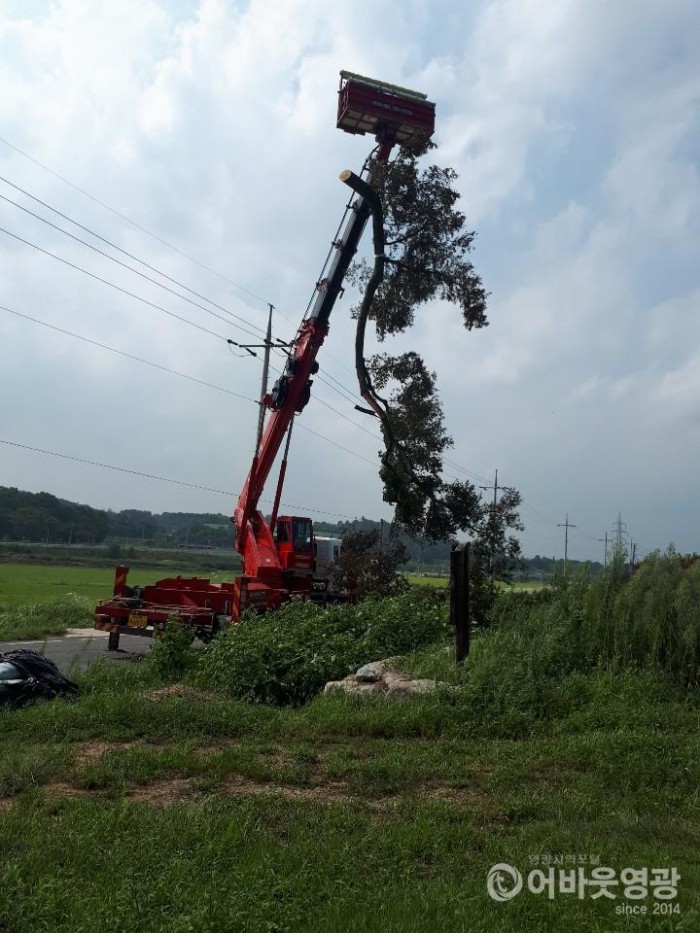 영광군, 태풍 ‘링링’에 쓰러진 나무 신속히 복구 완료 1.jpg