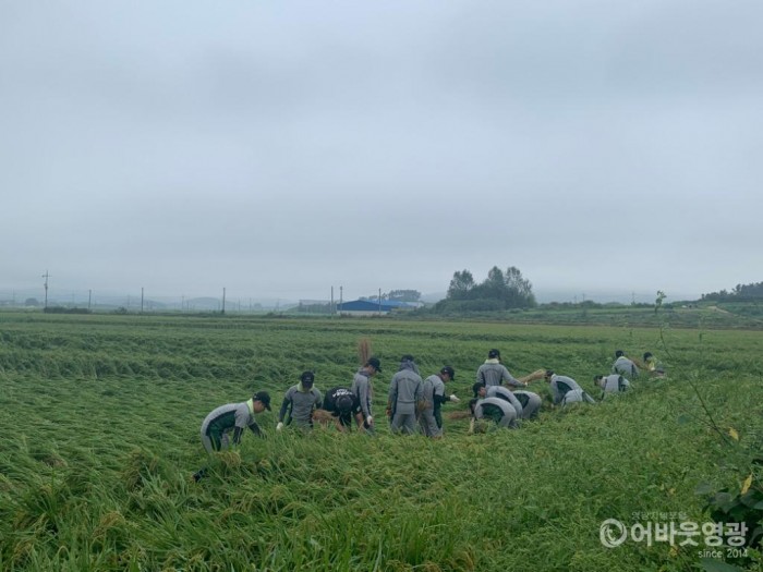 영광군, 태풍 피해 농가 긴급 일손돕기 실시 2.JPG