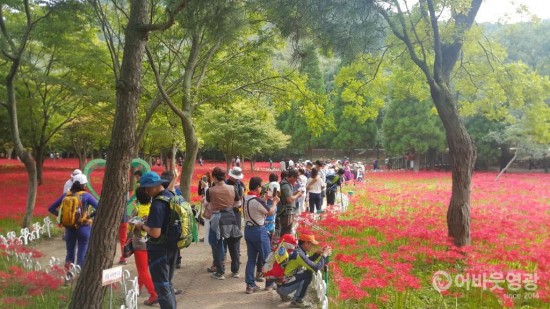 제19회 영광불갑산상사화축제 18일 개막 1.jpg