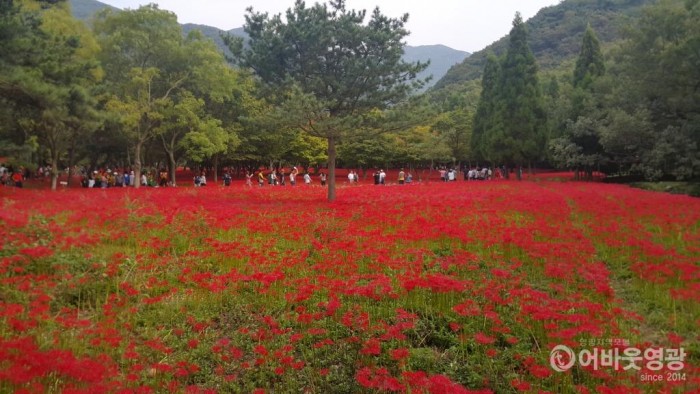 제19회 영광불갑산상사화축제 18일 개막 2.jpg
