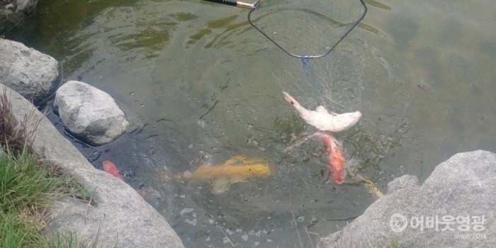 비단잉어 방류사진.jpg